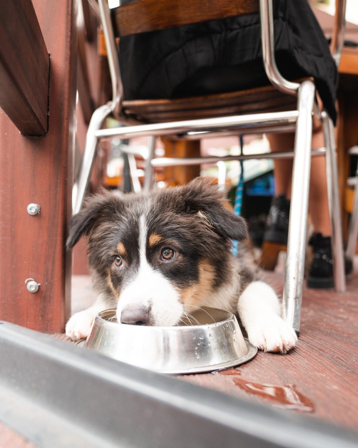 Pet Friendly Bar do Juarez